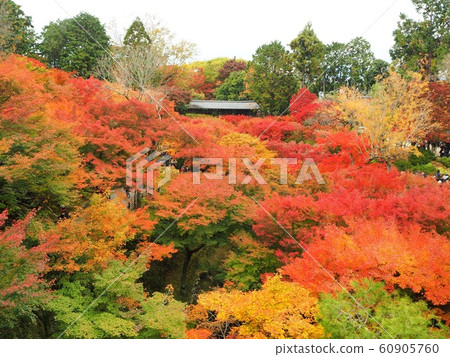 秋葉在11月的高峰在京都的東福寺 60905760