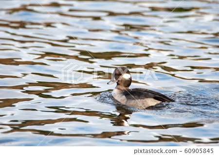 Close-up of a female red-billed white-eye, Vancouver, British Columbia, Canada 60905845