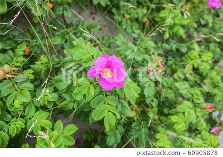 flower rose after the rain, drops of dew on a wild 60905878