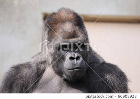 Gorilla Nishi Lowland Gorilla Gorilla Nishi Lowland Gorilla 60905928