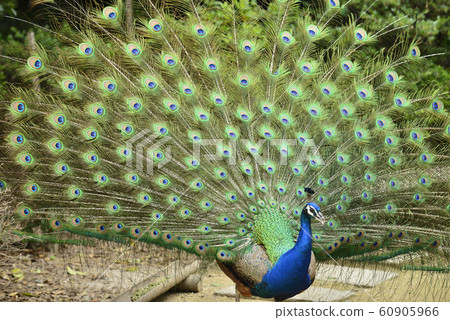 孔雀印第安孔雀求愛 照片素材 圖片 圖庫