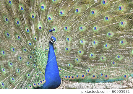 孔雀印第安孔雀求愛 照片素材 圖片 圖庫