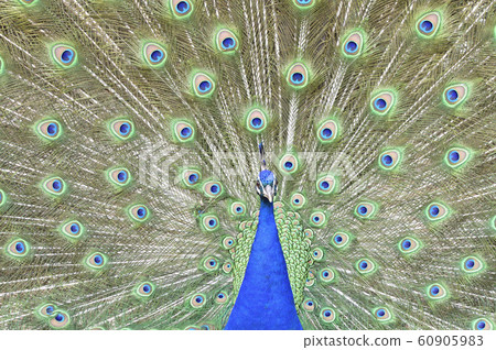 Peacock indian peacock courtship 60905983