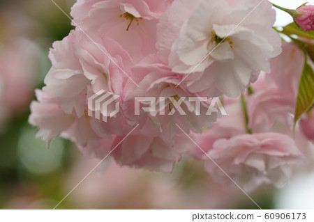 Double cherry blossoms Double cherry blossoms 60906173