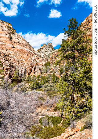 Landscape of Zion National Park along Pine Creek Landscape of Zion National Park along Pine Creek 60906216