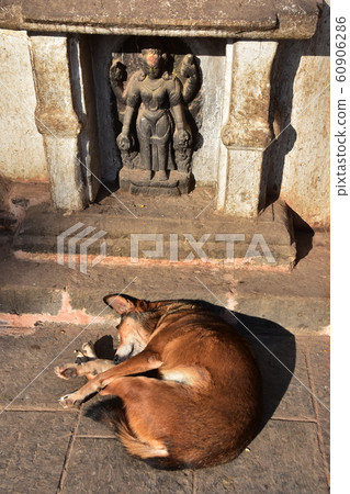 Kathmandu, Nepal, Swayambhunath, a World Heritage Buddhist Temple, a stray dog taking a nap in front of a Buddha statue 60906286
