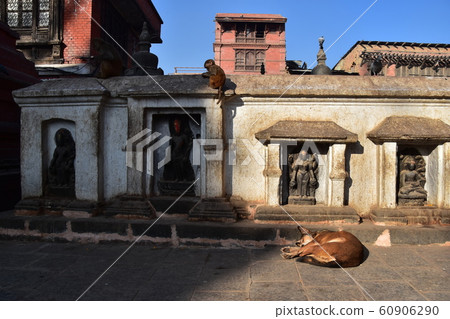 加德滿都,尼泊爾,猴廟,世界遺產佛教寺廟,流浪狗的父母和孩子以及睡在佛像前的野猴 加德滿都,尼泊爾,猴廟,世界遺產佛教寺廟,流浪狗的父母和孩子以及睡在佛像前的野猴 60906290
