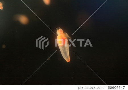 Cryone Angel of Drift Ice 60906647