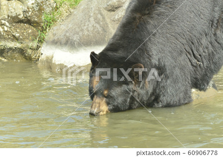 American Bear 60906778