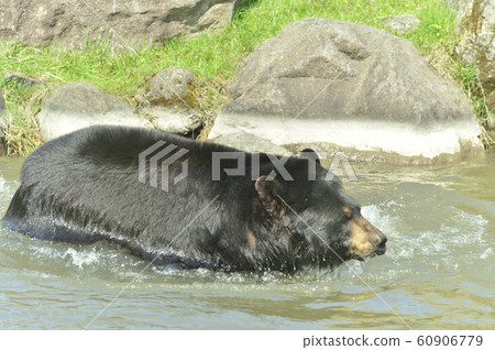 American Bear 60906779