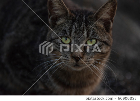 Stray cat 60906855