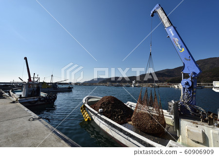 Oyster cultivation work boat-landed oysters 60906909