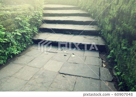 Stairway to the natural forest at the greenery 60907048