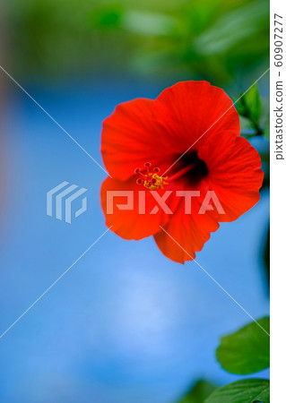 Hibiscus Hibiscus 60907277