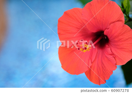 Hibiscus Hibiscus 60907278