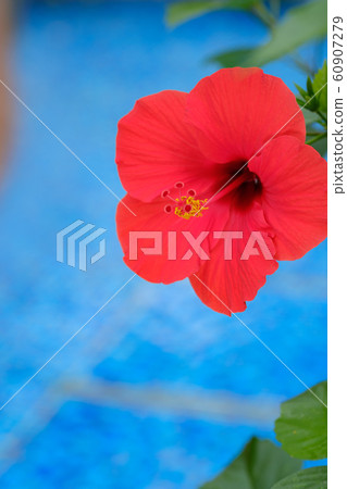 Hibiscus Hibiscus 60907279