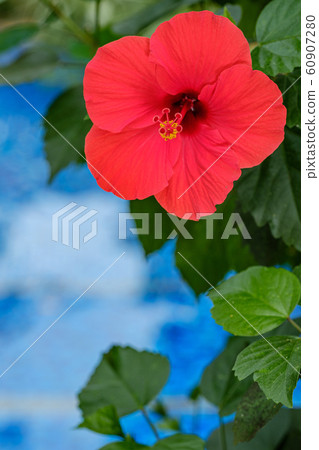 Hibiscus Hibiscus 60907280