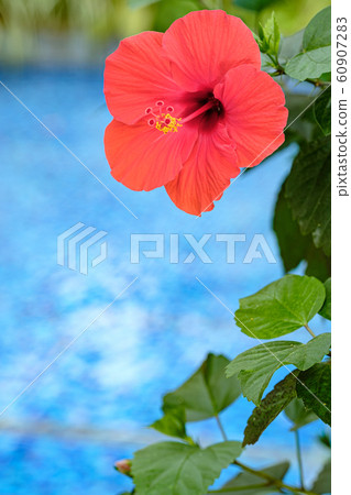 Hibiscus Hibiscus 60907283