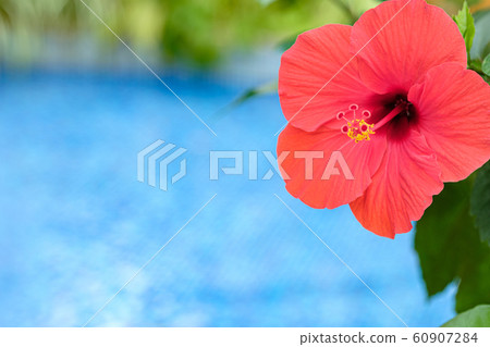 Hibiscus Hibiscus 60907284