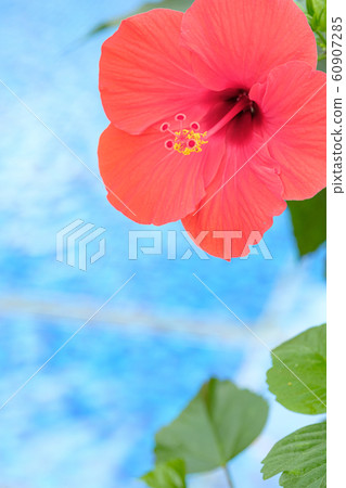 Hibiscus Hibiscus 60907285