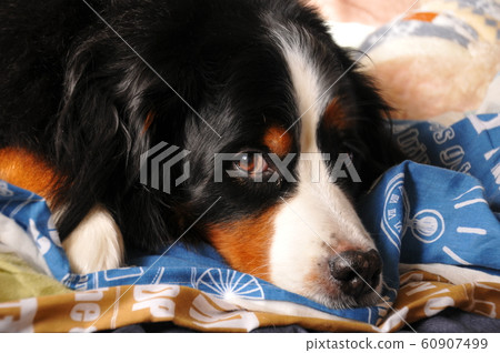 伯恩山犬 60907499