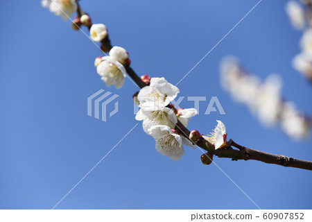Plum blossom  Plum blossom  60907852