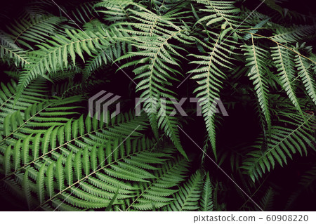 Tropical Green Leaves. Nature background 60908220