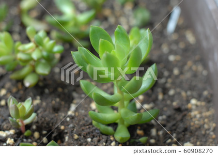 Succulent plants 60908270
