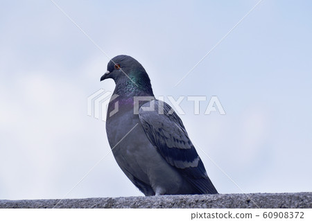 pigeon pigeon 60908372