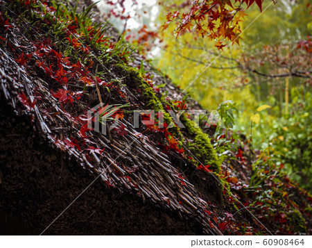 [京都]鈴木寺的秋葉 60908464