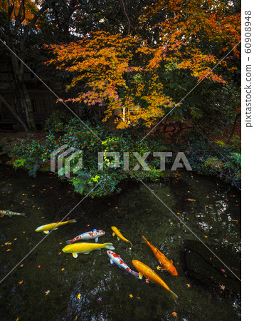 [山口]秋葉和鯉魚在Kozanji花園 60908948