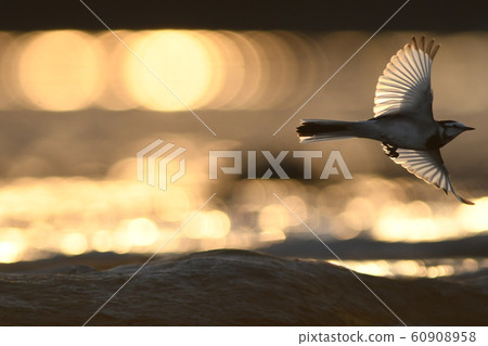 "Hakusekirei" flying at sunset @ Tama River 60908958