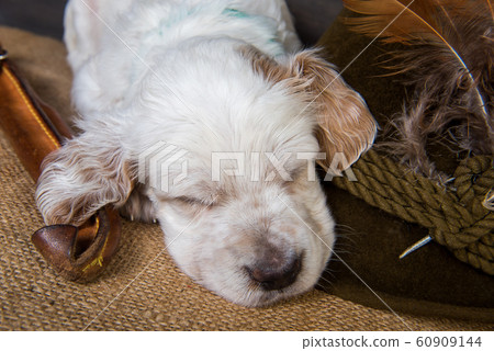 small english setter puppy dog with knife and duck small english setter puppy dog with knife and duck 60909144