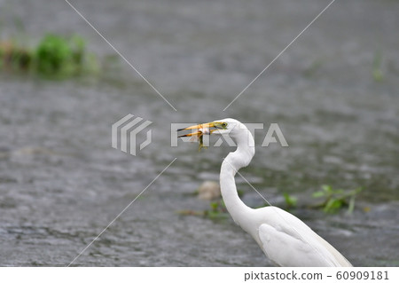 大白鷺吃一條魚 60909181