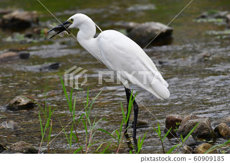大白鷺吃一條魚 60909185