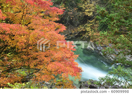 [Nagano Prefecture] Autumn leaves of Atera Valley 60909998