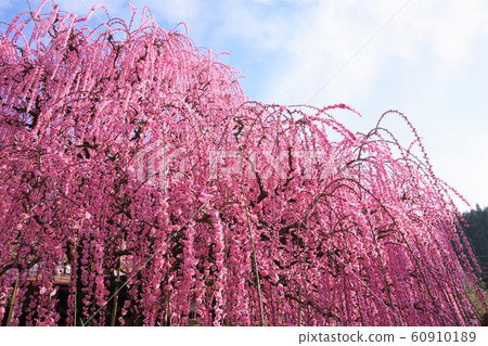 Hyogo prefecture Awaji island Yagi weeping plum Weeping plum 60910189