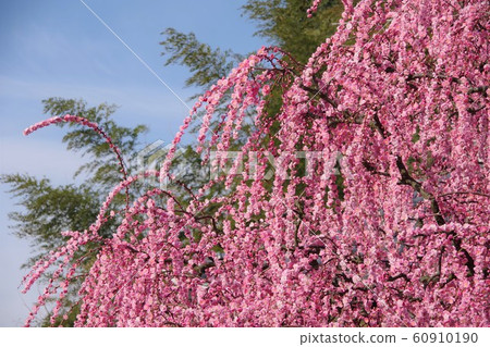 兵庫縣淡路島八木垂枝梅垂枝梅 兵庫縣淡路島八木垂枝梅垂枝梅 60910190