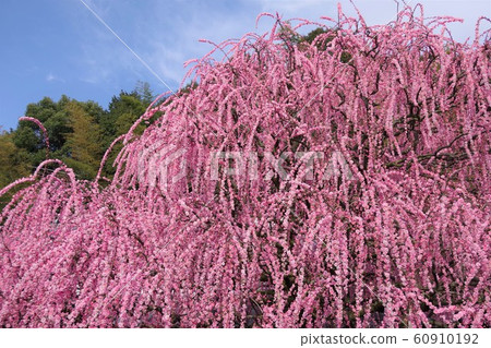 Hyogo prefecture Awaji island Yagi weeping plum Weeping plum Hyogo prefecture Awaji island Yagi weeping plum Weeping plum 60910192