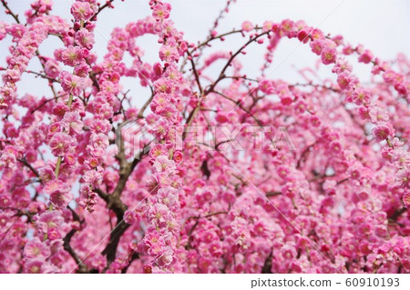 兵庫縣淡路島八木垂枝梅垂枝梅 60910193