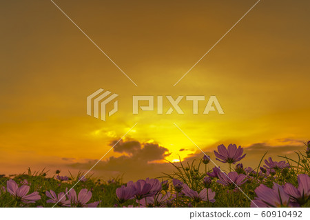 Scenery images with flowers in the foreground and Scenery images with flowers in the foreground and 60910492