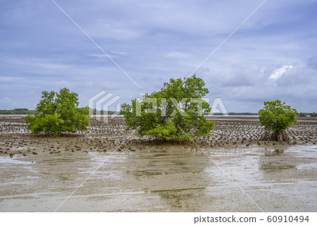 Mangrove trees that grow in the mangrove forest 60910494