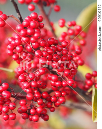 Kuroganemochi (for lucky charm and autumn image) Kuroganemochi (for lucky charm and autumn image) 60910532
