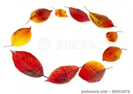White background deciduous ring Autumn image White background deciduous ring Autumn image 60910978