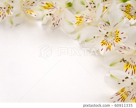 Tender alstroemeria flowers 60911335