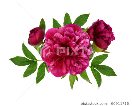 Pink peony flowers and leaves Pink peony flowers and leaves 60911716