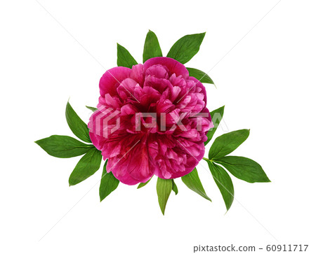 Pink peony flower and leaves Pink peony flower and leaves 60911717
