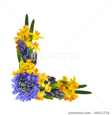 Blue hycinth and yellow narcissus flowers in a Blue hycinth and yellow narcissus flowers in a 60911718
