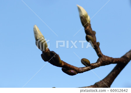 Magnolia flower bud Magnolia flower bud 60912642