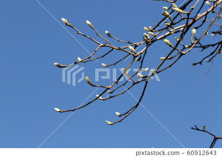 Magnolia flower bud 60912643